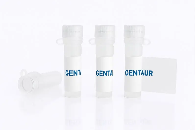 Endo S2, S. pyogenes (His)